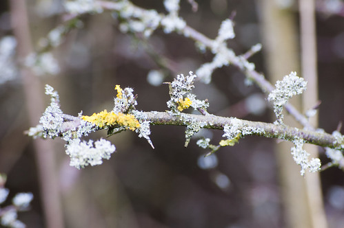 Lichen on a budding blackthorn branch