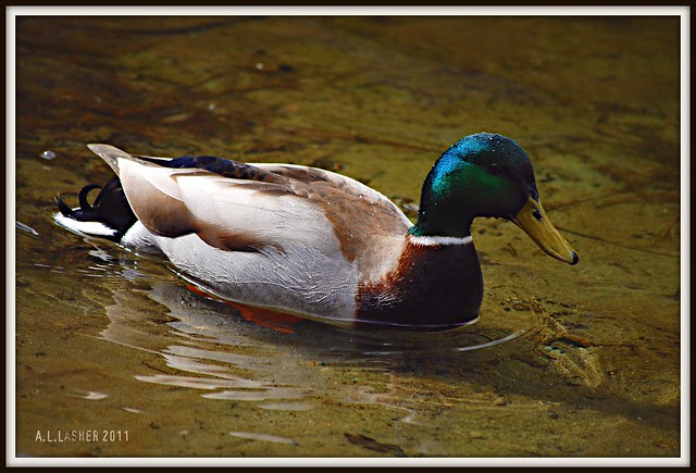 The Other Side of Mr. Mallard