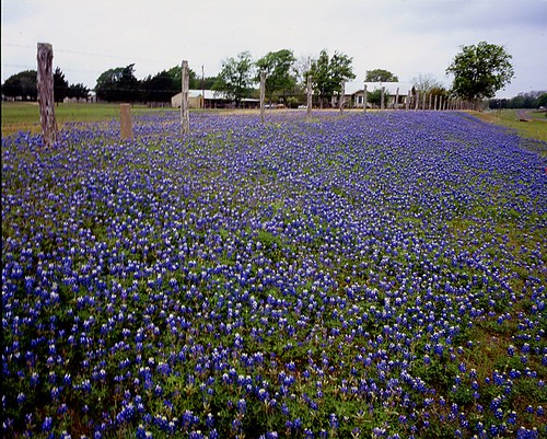 flower mamiya film mediumformat geotagged texas bluebonnet wildflower filmscan texaswildflowers mamiya7ii geo:lat=30197042996589495 geo:lon=9648727215211488