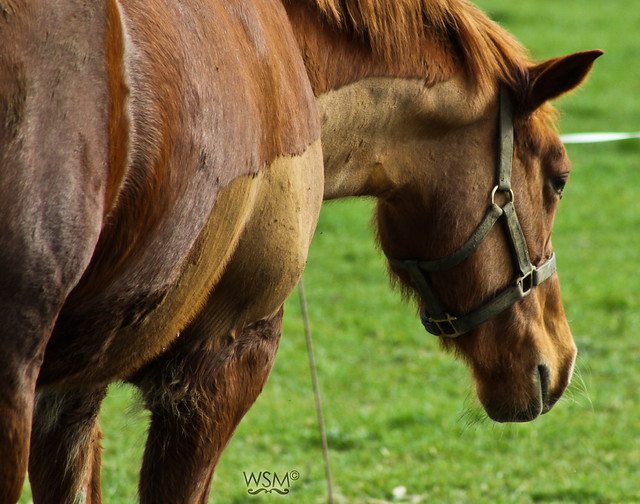 Brown horse in Farmleigh - Phoenix Park, Dublin IE