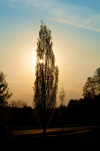sunset tree germany deutschland sonnenuntergang baum