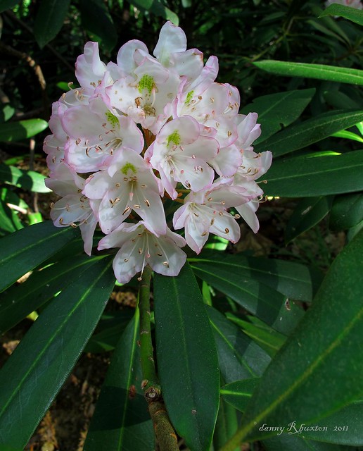 Catawba Rhododendron   167/365