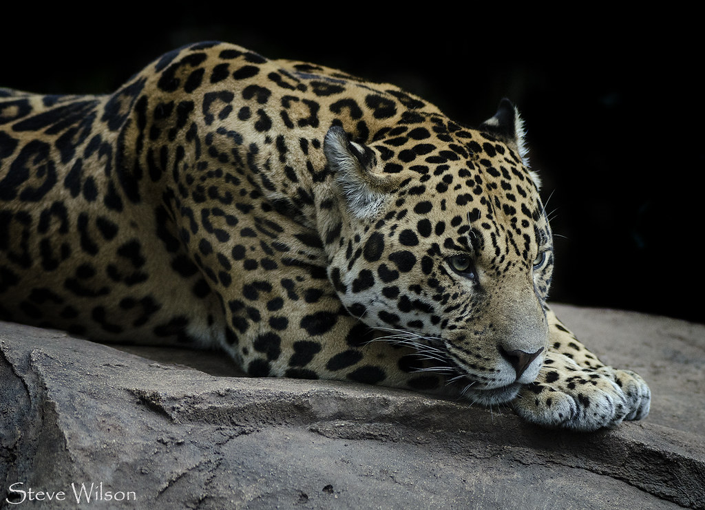 Resting Jaguar
