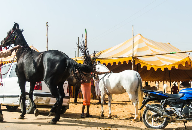 Tail trumps | Pushkar Fair,Rajasthan.