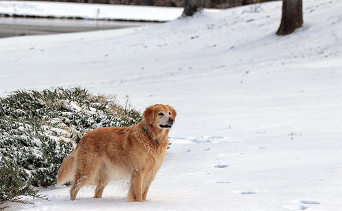 snow dog portrait petportrait winter january landscape heatherlock gastonia northcarolina dorameulman outdoor