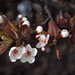 Flickr photo 'Prunus domestica (var. insititia?) (48°08' N 16°32' E)' by: HermannFalkner/sokol.
