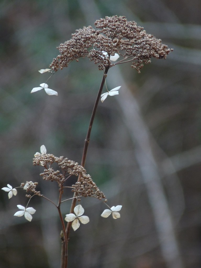 Hydrangea Stalk Old Hydrangea | A wild hydrangea stalk from last year made i… | Flickr