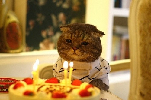 Image result for happy birthday cat