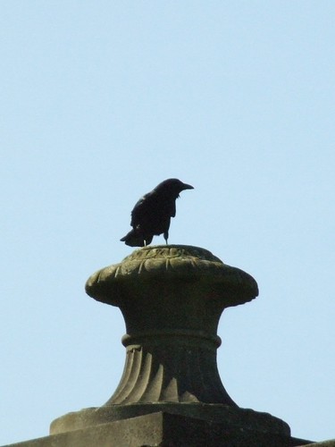 Palace Crows | by failing_angel
