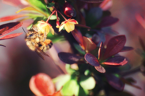 Bee in Barberry by dbnunley
