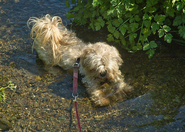 Dizzy cooling off