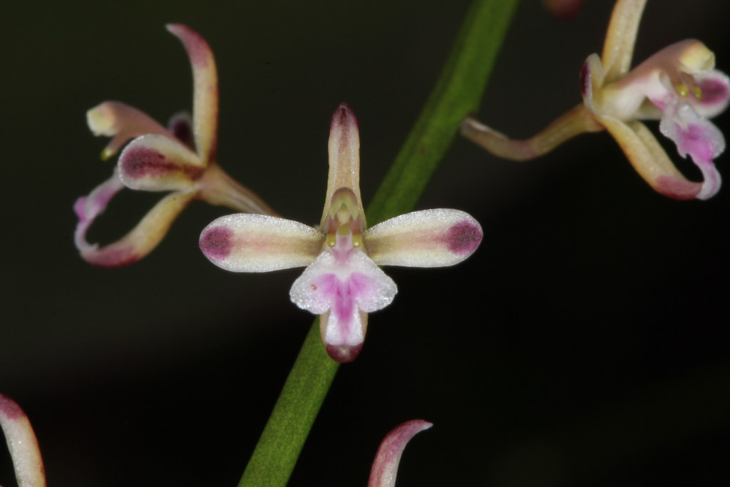 Acriopsis lilifolia flower