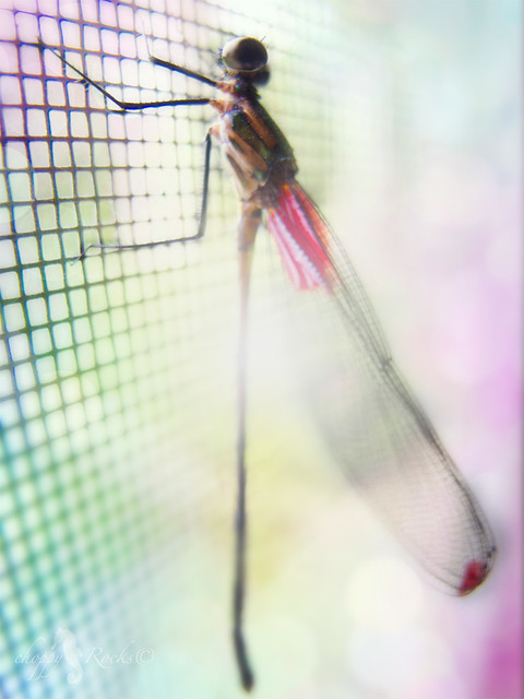 赤とんぼ ~ Red dragonfly
