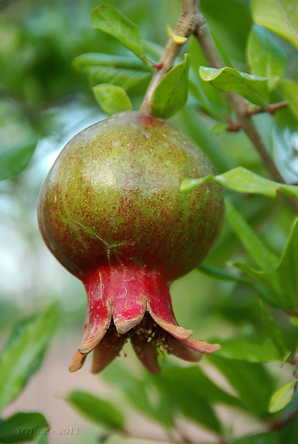 Young Pomegranate