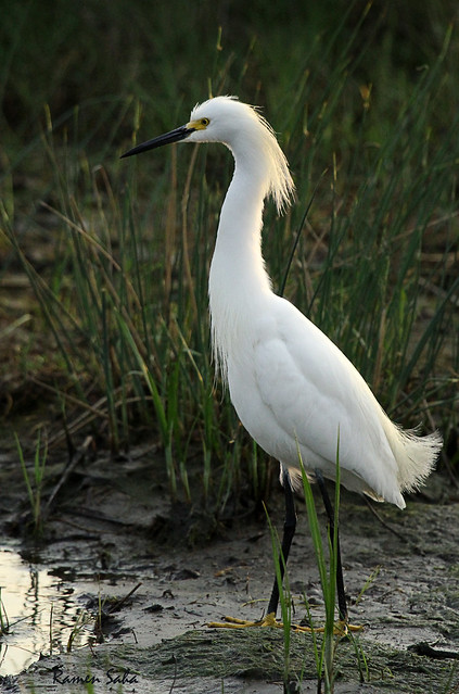Snowy Egret; Core-white