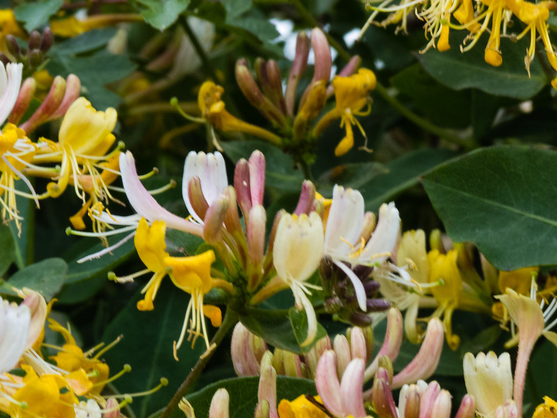 Honeysuckle flowering