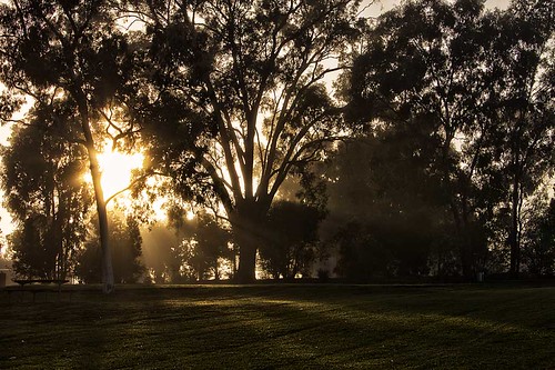 winter mist fog sunrise canon landscape australia nsw 7d rays sunrays silouhette lakealbert waggawagga paulwutzke copyrightscorpssting abcopen:project=winter