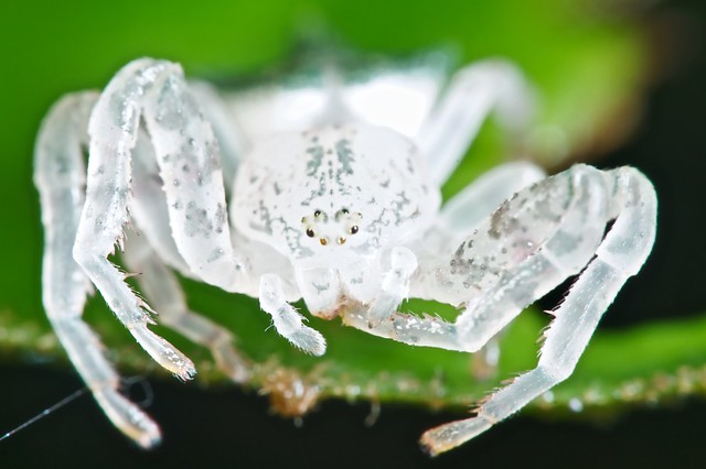 Thomisid crab spider with high key post processing