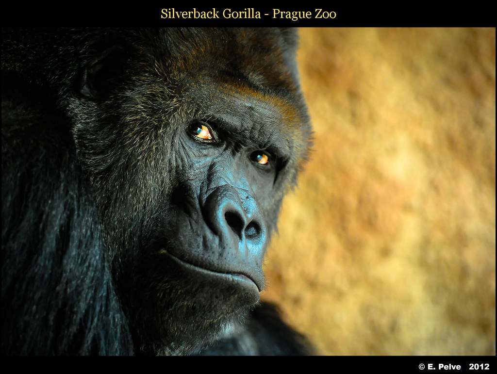 Richard, the Silverback Gorilla at Prague Zoo