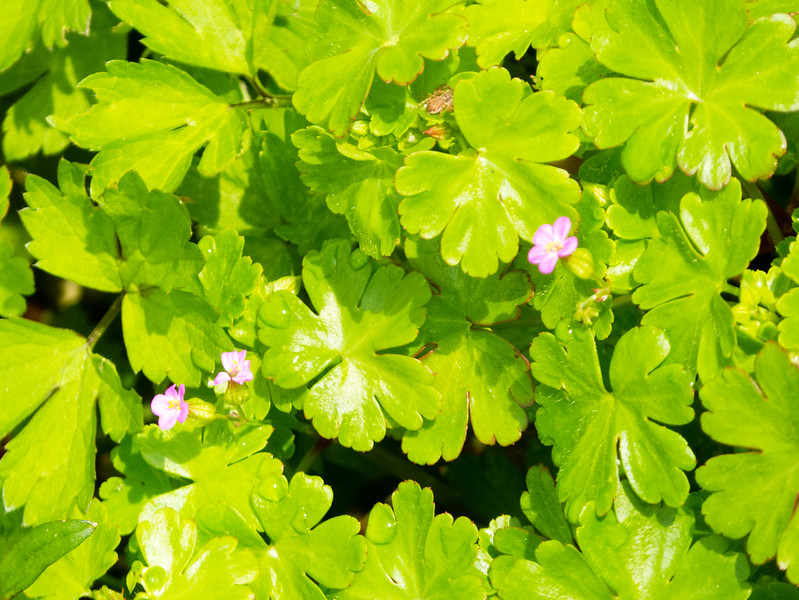 Cranesbill flowering