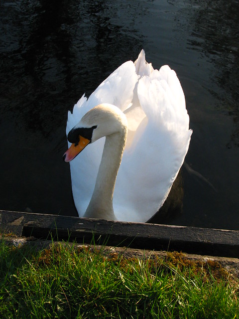 Sunlight on a Swan