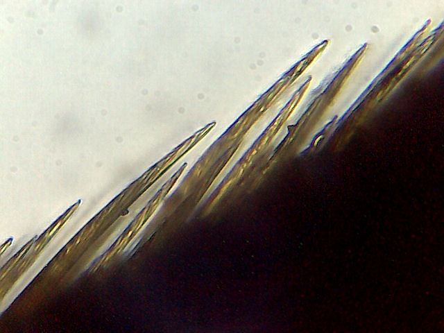 spirally grooved leg hairs