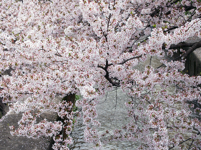 Sakura Riverside