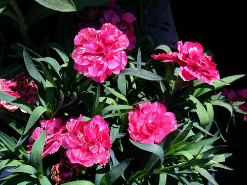 Dianthus | Perennial double Dianthus at garden center. March… | Flickr
