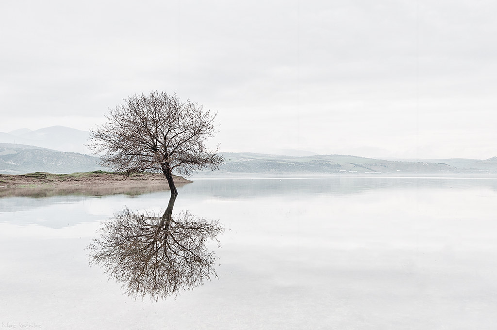 Tree reflection