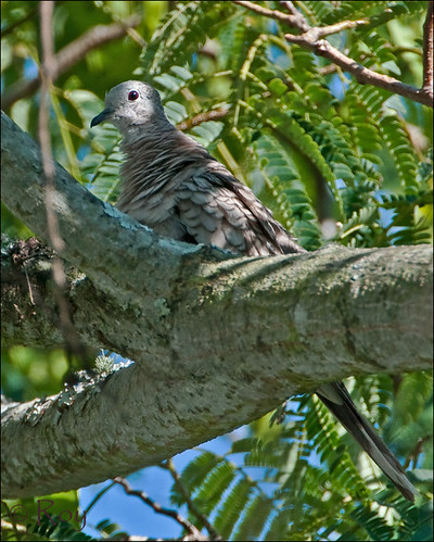 Inca Dove by Roy Cohutta Brown, First Georgia Record  |  Worth County, Georgia  |  19 June 2012  |  <a href="http://ebird.org/ebird/