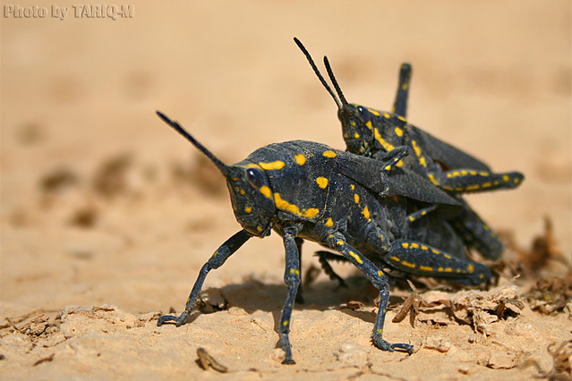 Desert locusts