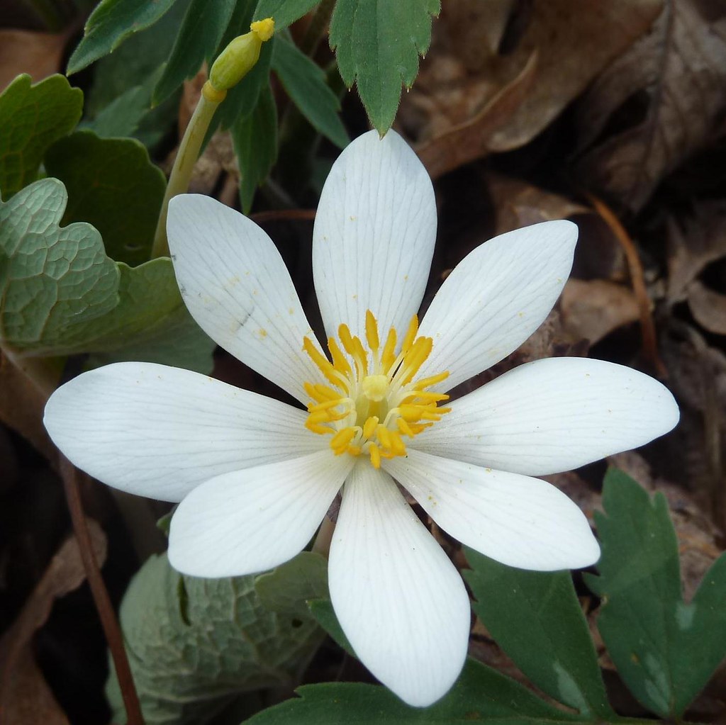 Lisle, IL, Morton Arboretum, White Spring Flower, Bloodroot by Mary Warren 20.8 Million Views