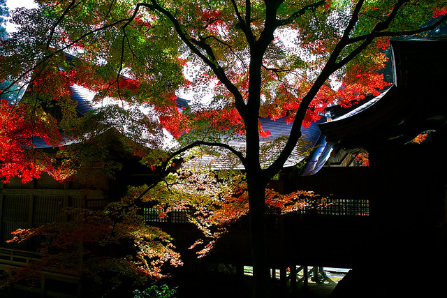 Autumn in Japan - Explored -