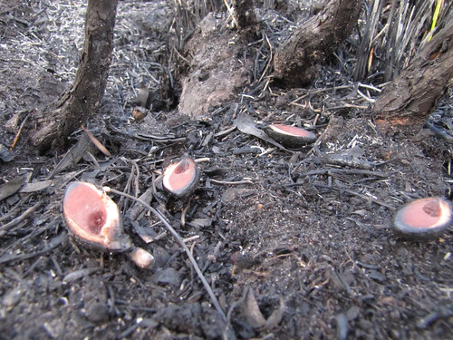 Hakea Seed Pods After Fire - Red Moon Sanctuary, Redmond Western Australia