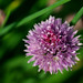 Flickr photo 'Allium schoenoprasum (Amaryllidaceae)' by: Dingilingi.