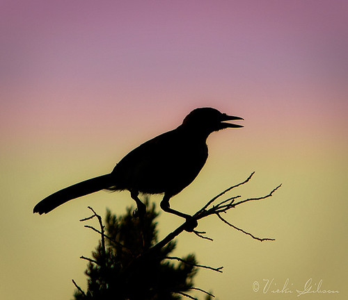 sunset bird silhouette scrubjay aphelocomacalifornica hillcountrycameraclub