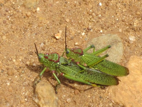mountaineering grasshopper uganda karamoja animalbehavior nakapiripirit mtqadam pianupe