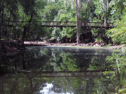 water forest woods florida suspensionbridge olenostatepark