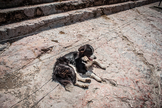 Acropolis - Dog of the Parthenon