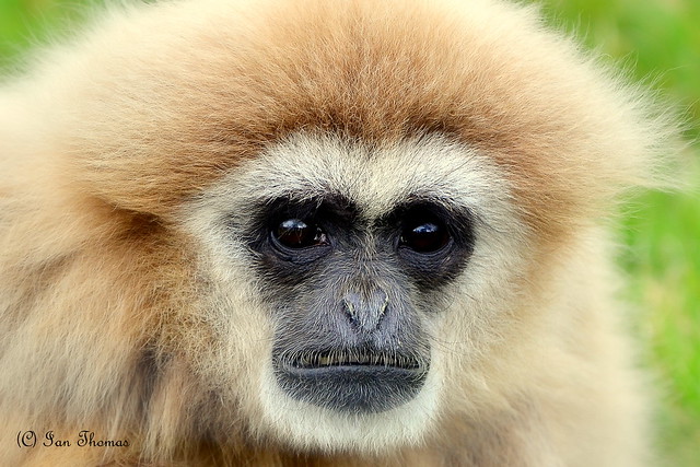Lar Gibbon Full Facial ....