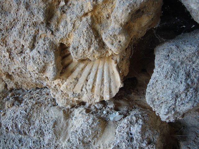 Scala con fossile, Valle dei Templi, Agrigento