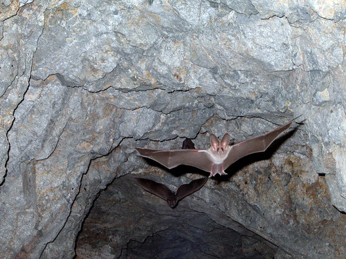 California leaf-nosed bat (Macrotus californicus) | by Joshua Tree National Park