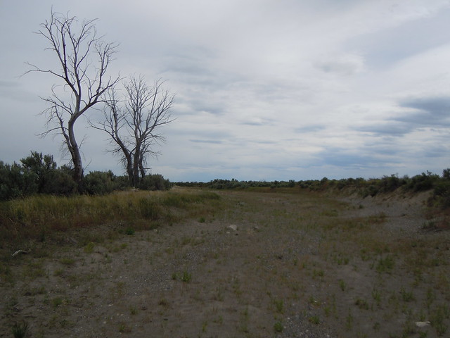 Remnant Populus angustifolius along the Big Lost River