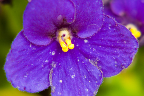 Access all areas 2 - African violet