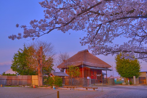 pink sunset japan temple sakura saitama kawagoe さくら nikond3100 leveloindigo