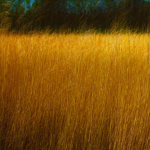 field square landscape creativity photography photo saturated soft artistic rich softness straw gimp minimal multipleexposure growth squareformat mind saturation layer imagination layers crops growing minimalism abundance squared saturate layering postprocessing mindscape bsquare postprosessing