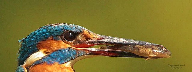 Headshot only of male Kingfisher