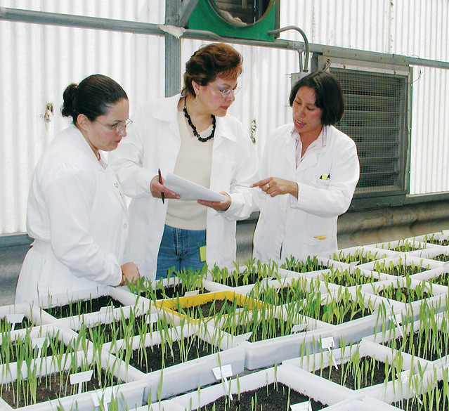 CIMMYT Seed Health Laboratory (SHL) inspectors visit with Noemí Valencia Torres (right), SHL supervisor, checking seedlings.