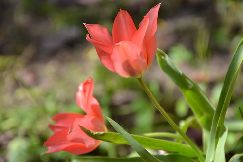 Tulipa - espèces et petits hybrides (sections 12 à 15) 32589622370_7bc55a34d4