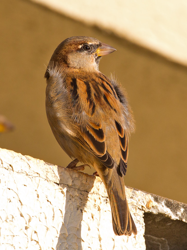 House Sparrow (Passer domesticus), juvenile male